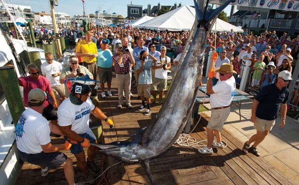 white-marlin-open-weigh-in-600x372